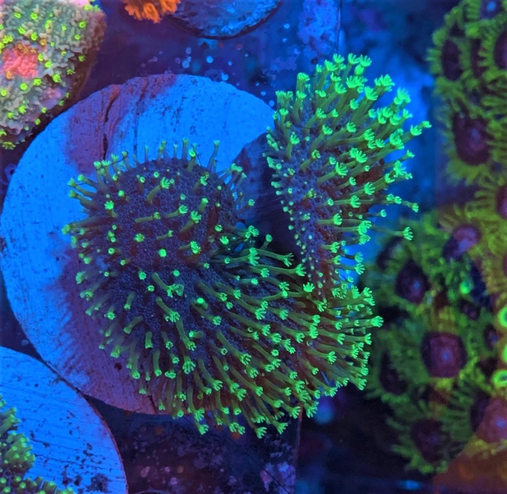 Neon Green Toadstool Leather WYSIWYG 3 – AP CORALS