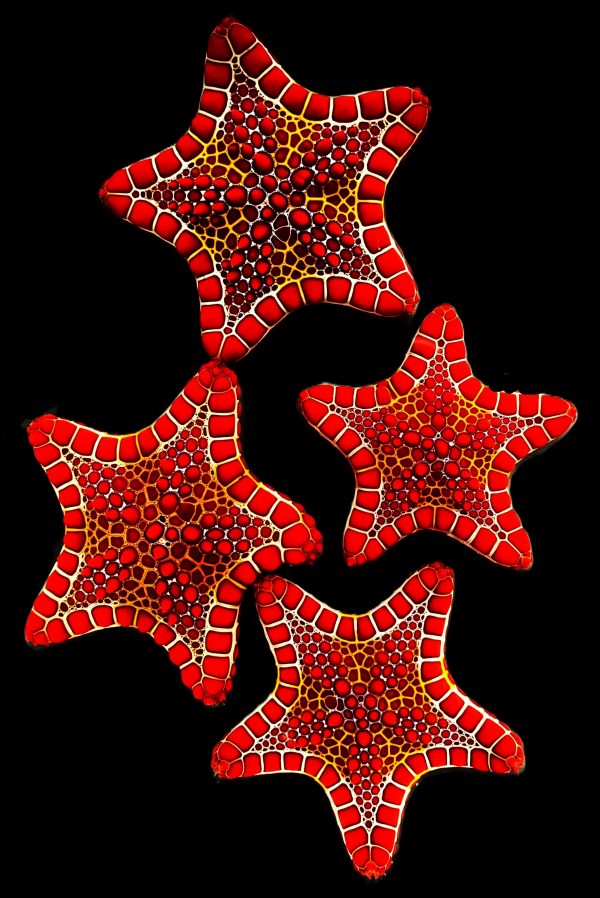 Red African Biscuit Starfish
