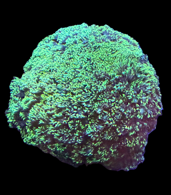 Green Goniopora Colony WYSIWYG 1