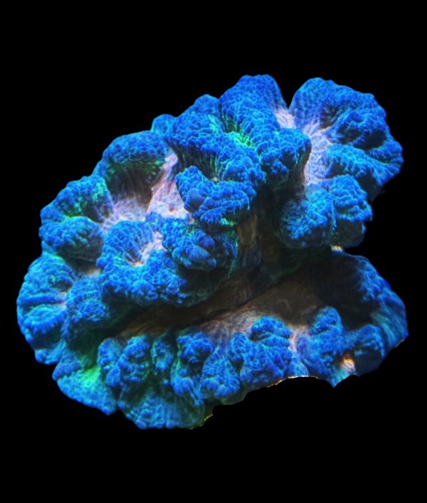 Rainbow Pectinia Colony WYSIWYG 1