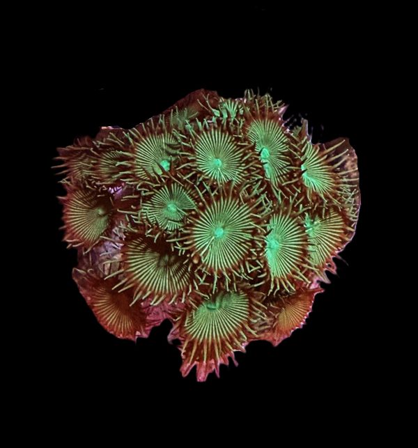 Green Paly WYSIWYG 1