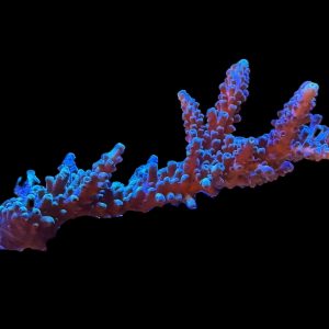 Oregon Tort WYSIWYG 21