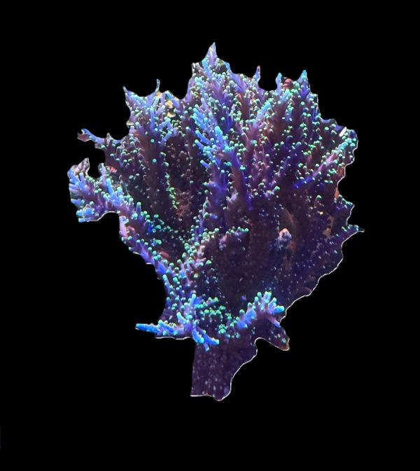Pacman Colony WYSIWYG 40