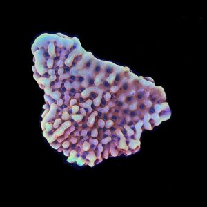 Burning Smurfs Montipora WYSIWYG 14