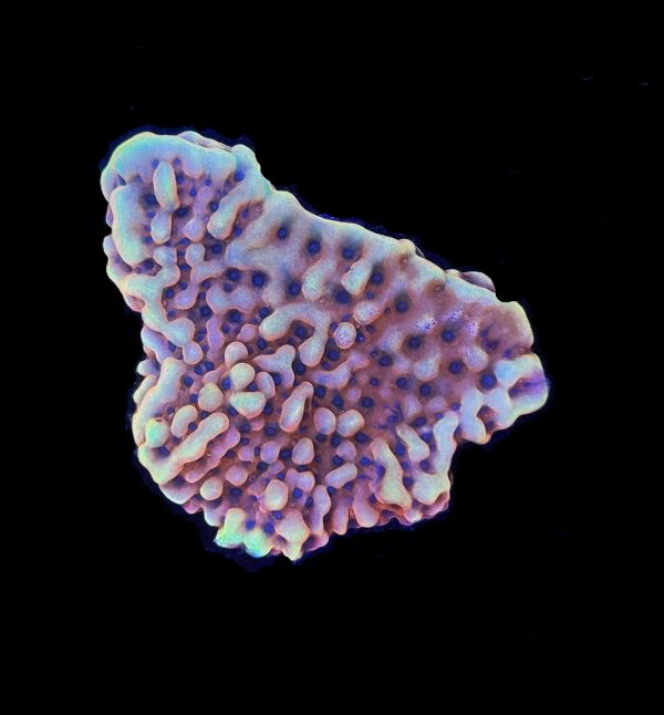 Burning Smurfs Montipora WYSIWYG 14
