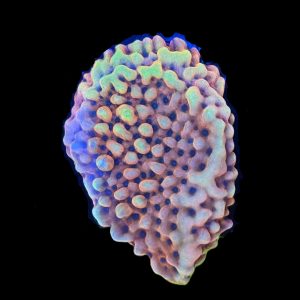 Burning Smurfs Montipora WYSIWYG 15