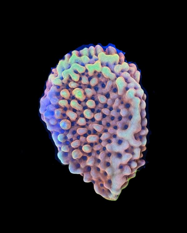 Burning Smurfs Montipora WYSIWYG 15