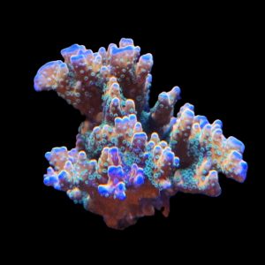 RR Tropicana Anacropora Colony WYSIWYG 3