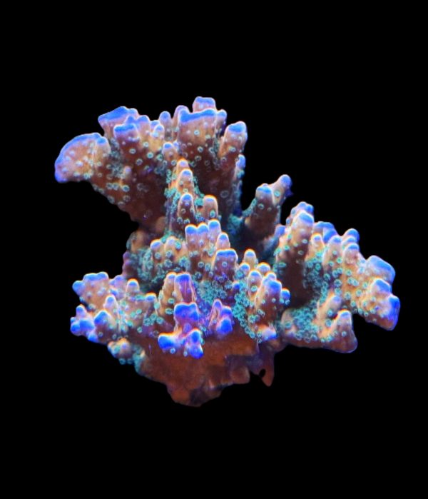 RR Tropicana Anacropora Colony WYSIWYG 3