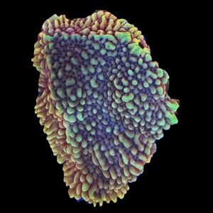 Burning Smurfs Montipora WYSIWYG 11