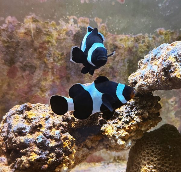 Black Ocellaris Clownfish Pair (Amphiprion ocellaris) (WYSIWYG)