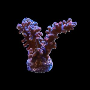 Branching Cyphastrea WYSIWYG 18