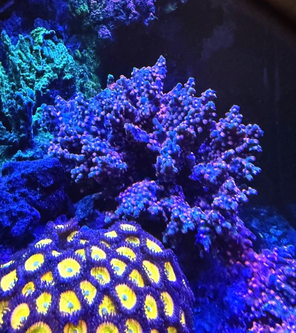 Branching Cyphastrea Colony WYSIWYG 1