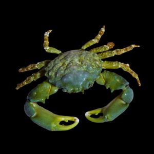 Emerald Crab (Large) - Pack of 2