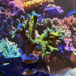 RR Golden Rod Anacropora WYSIWYG 25