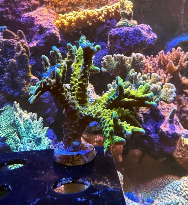 RR Golden Rod Anacropora WYSIWYG 25