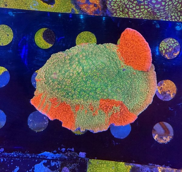 Grafted Starburst Montipora WYSIWYG 27