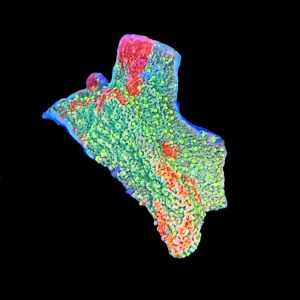 Grafted Starburst Montipora WYSIWYG 28