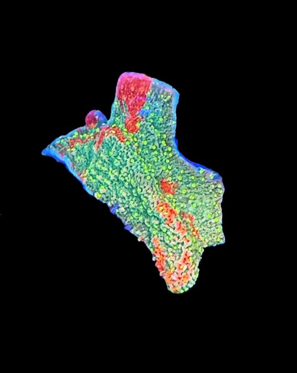 Grafted Starburst Montipora WYSIWYG 28