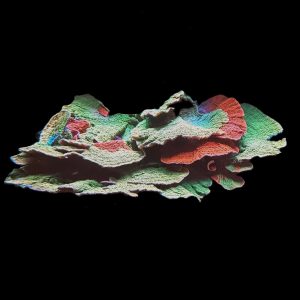 Grafted Starburst Montipora Colony WYSIWYG 1
