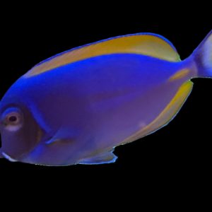 Hybrid Powder Blue Tang (Acanthurus leucosternon x Acanthurus nigricans) WYSIWYG