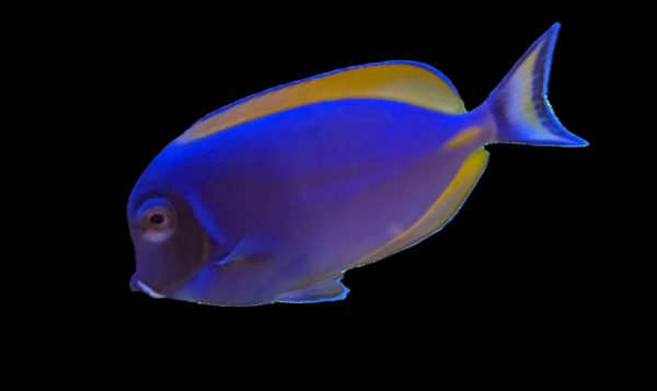 Hybrid Powder Blue Tang (Acanthurus leucosternon x Acanthurus nigricans) WYSIWYG
