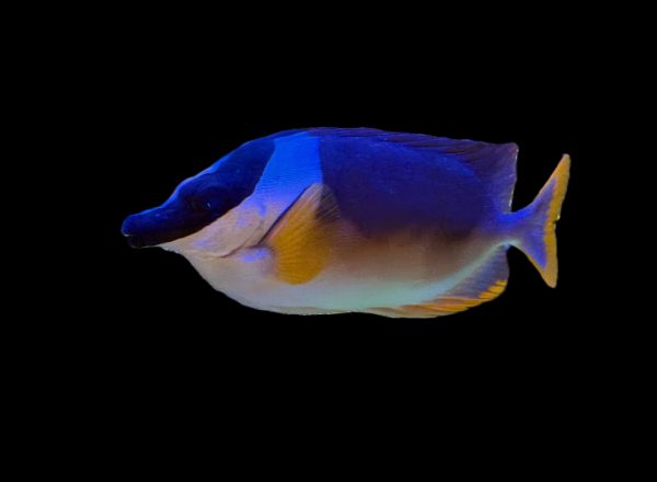 Magnificent Foxface (Siganus magnificus) WYSIWYG