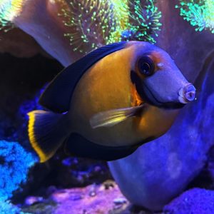 Mimic Tang (Acanthurus pyroferus) WYSIWYG