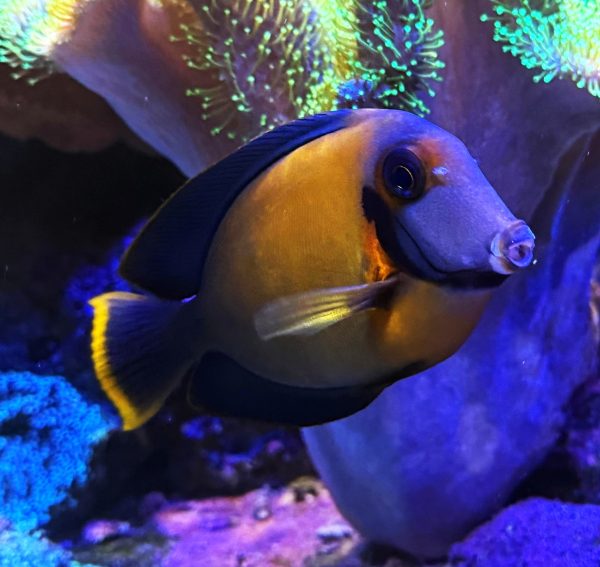 Mimic Tang (Acanthurus pyroferus) WYSIWYG