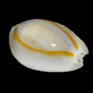 Money Cowrie Snails - Pack of 3