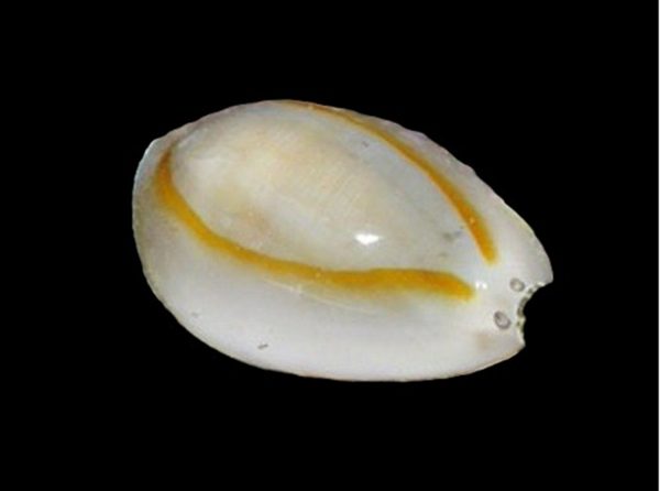 Money Cowrie Snails - Pack of 3
