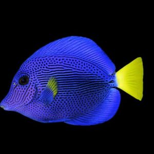 Purple Tang (Zebrasoma xanthurum)