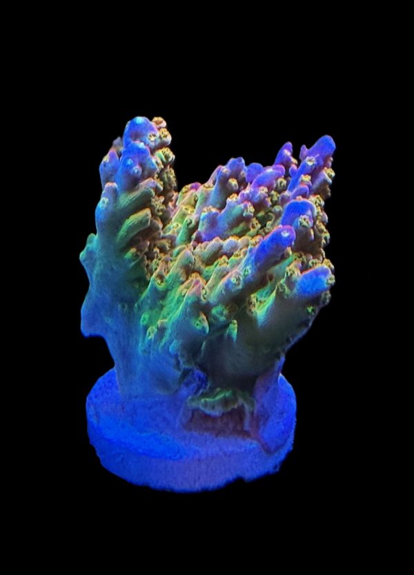 Rainbow Loom WYSIWYG 36