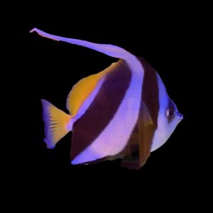 Schooling Bannerfish (Heniochus diphreutes) WYSIWYG