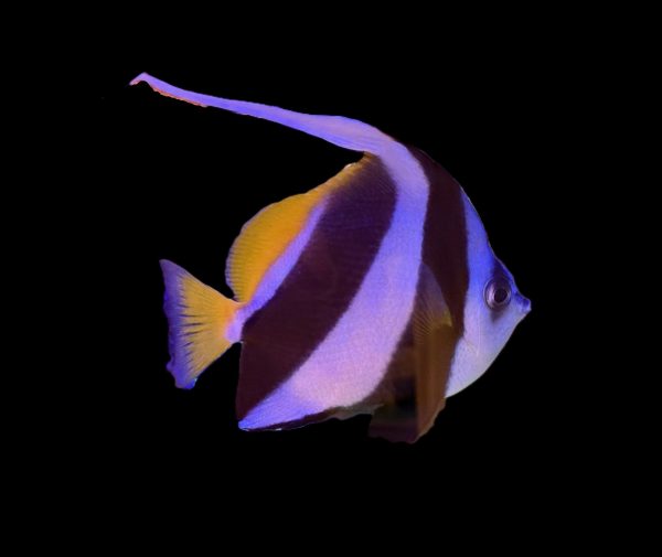 Schooling Bannerfish (Heniochus diphreutes) WYSIWYG