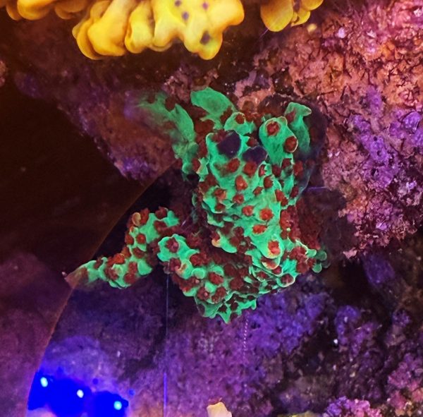 Strawberry Shortcake on a CaribSea LifeRock Nano Arch WYSIWYG 15