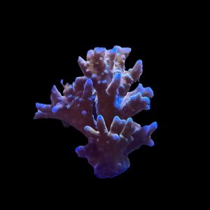 RR Tropicana Anacropora WYSIWYG 4