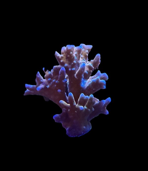RR Tropicana Anacropora WYSIWYG 4