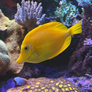 Yellow Tang (Zebrasoma flavescens) WYSIWYG