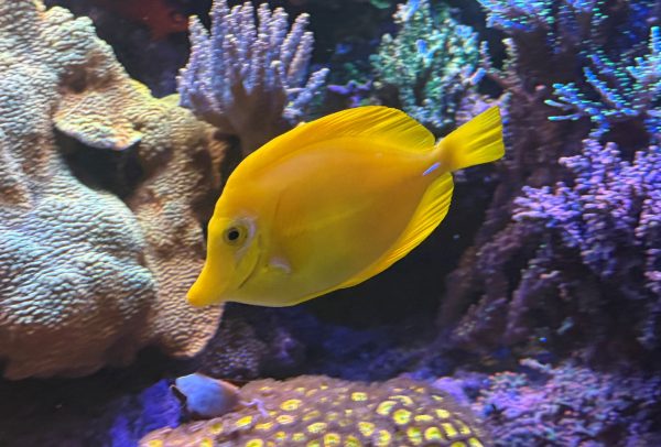 Yellow Tang (Zebrasoma flavescens) WYSIWYG