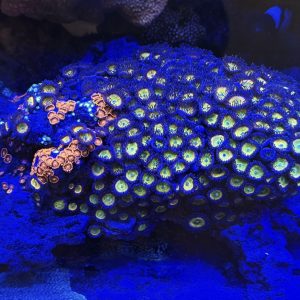 Mixed Zoas/Palys on a 12" CaribSea LifeRock Arch WYSIWYG