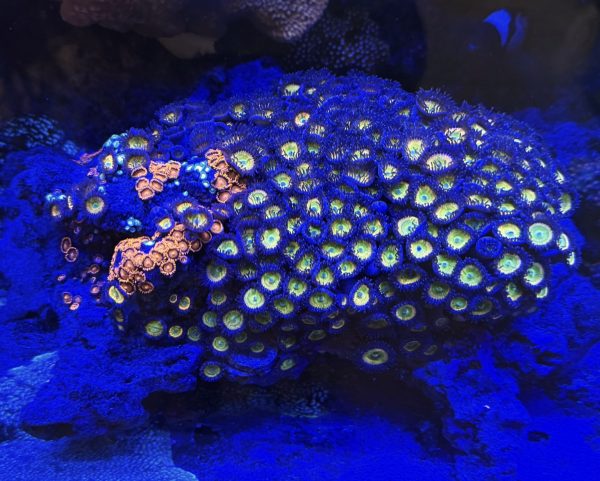 Mixed Zoas/Palys on a 12" CaribSea LifeRock Arch WYSIWYG