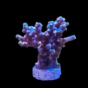Branching Cyphastrea WYSIWYG 20