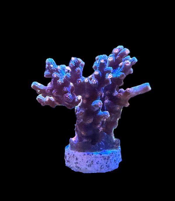 Branching Cyphastrea WYSIWYG 20