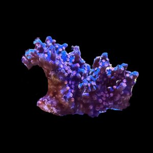 Branching Cyphastrea WYSIWYG 21