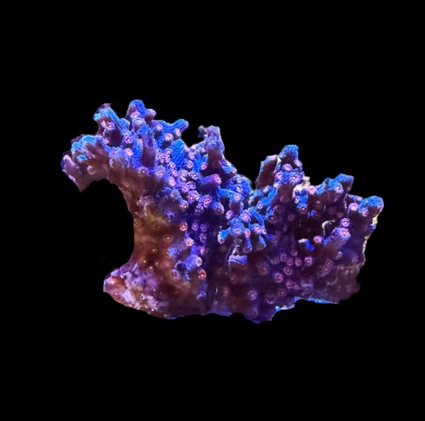 Branching Cyphastrea WYSIWYG 21