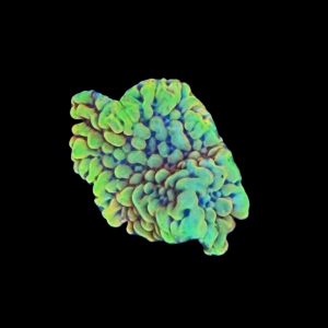 Burning Smurfs Montipora WYSIWYG 17