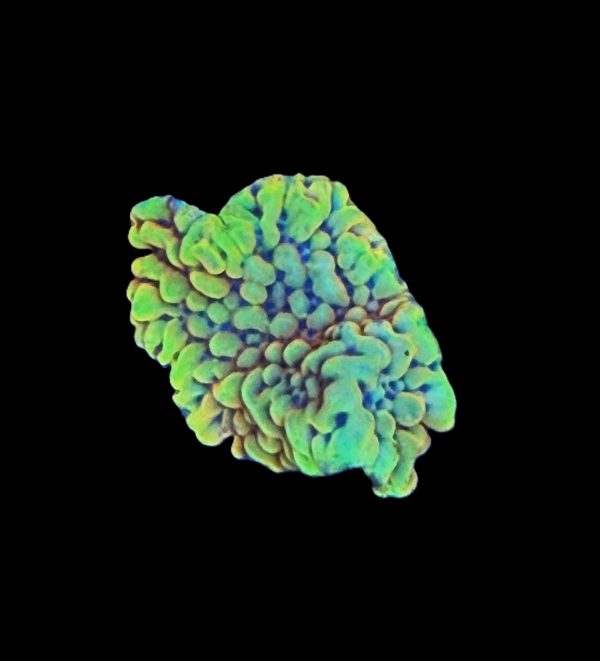 Burning Smurfs Montipora WYSIWYG 17