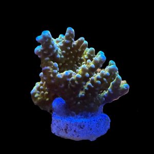 RR Golden Rod Anacropora WYSIWYG 26
