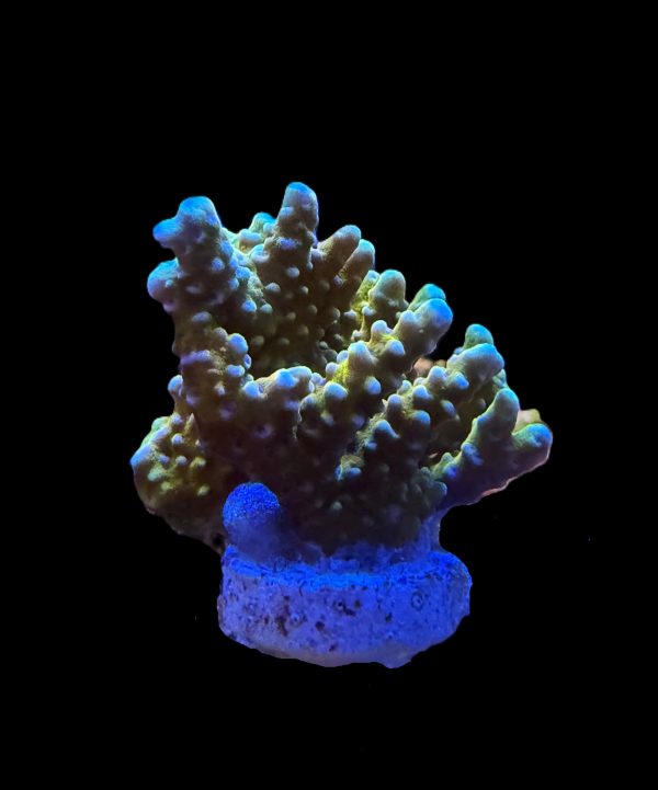 RR Golden Rod Anacropora WYSIWYG 26